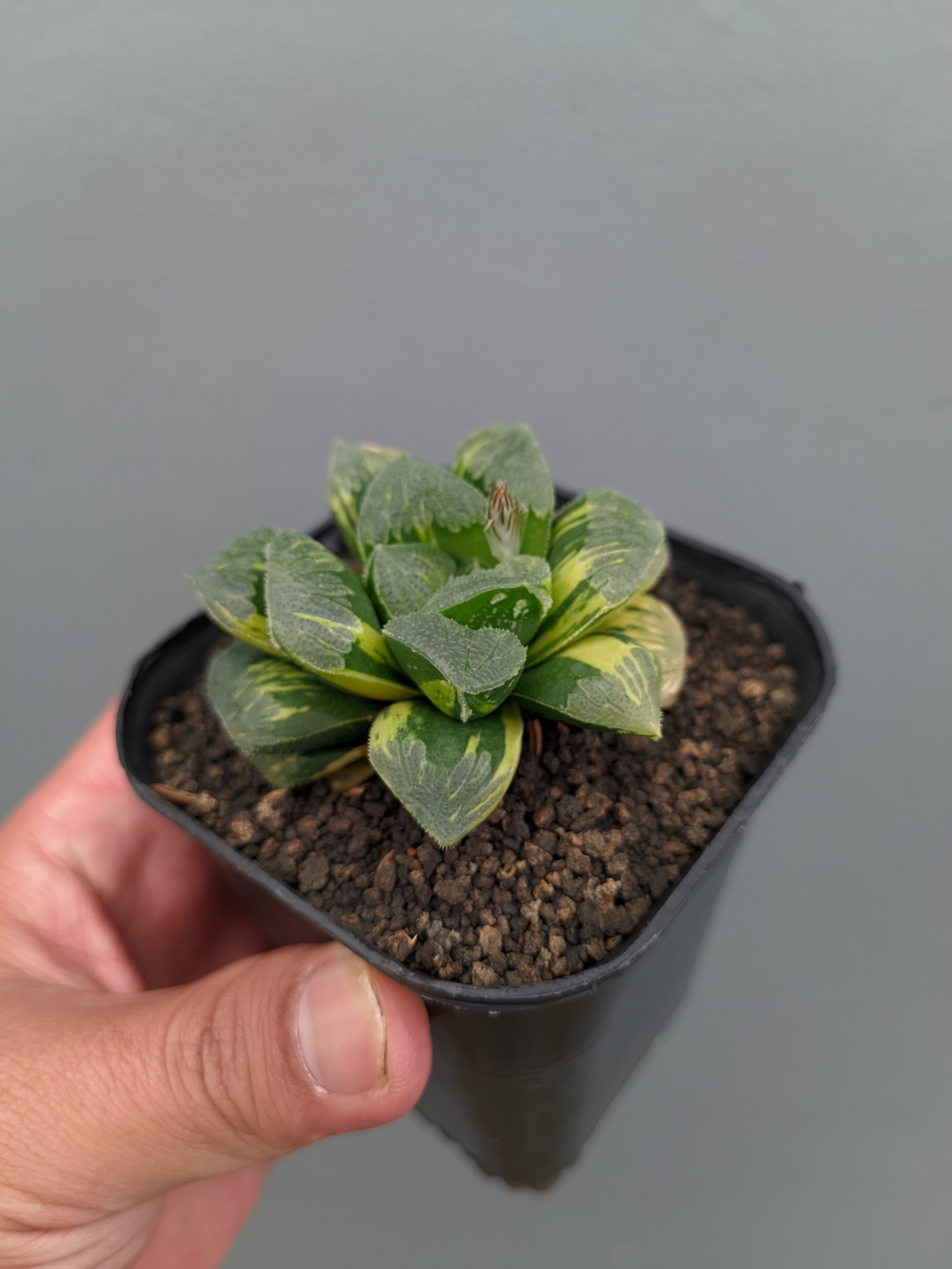 1367. Haworthia Truncata Maughanii Variegated - Image 9