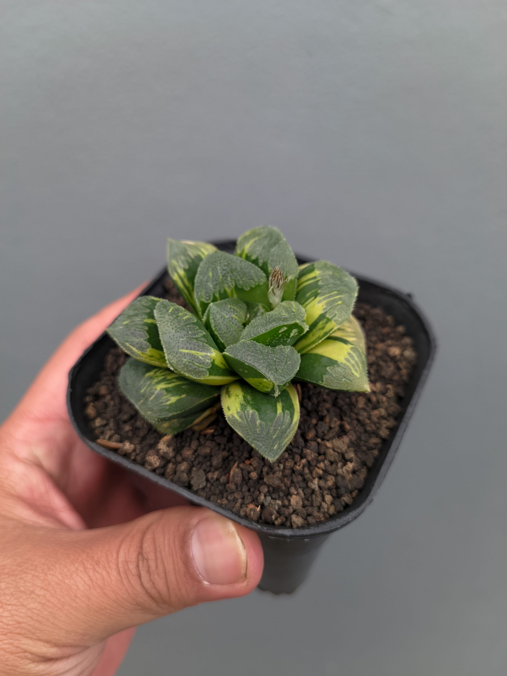 1367. Haworthia Truncata Maughanii Variegated - Image 10