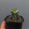 1368. Haworthia Viscosa Variegated