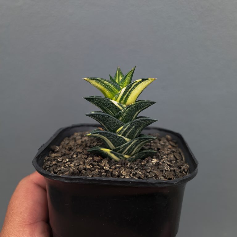 1368. Haworthia Viscosa Variegated