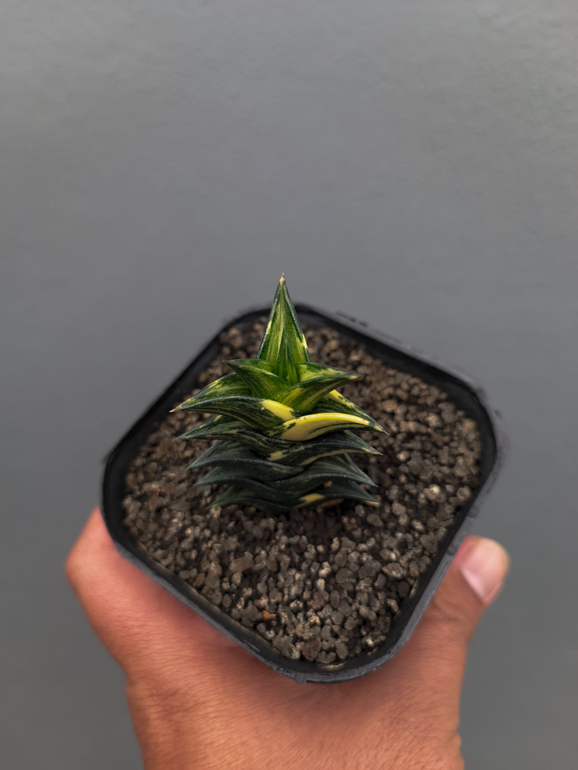 1368. Haworthia Viscosa Variegated - Image 11