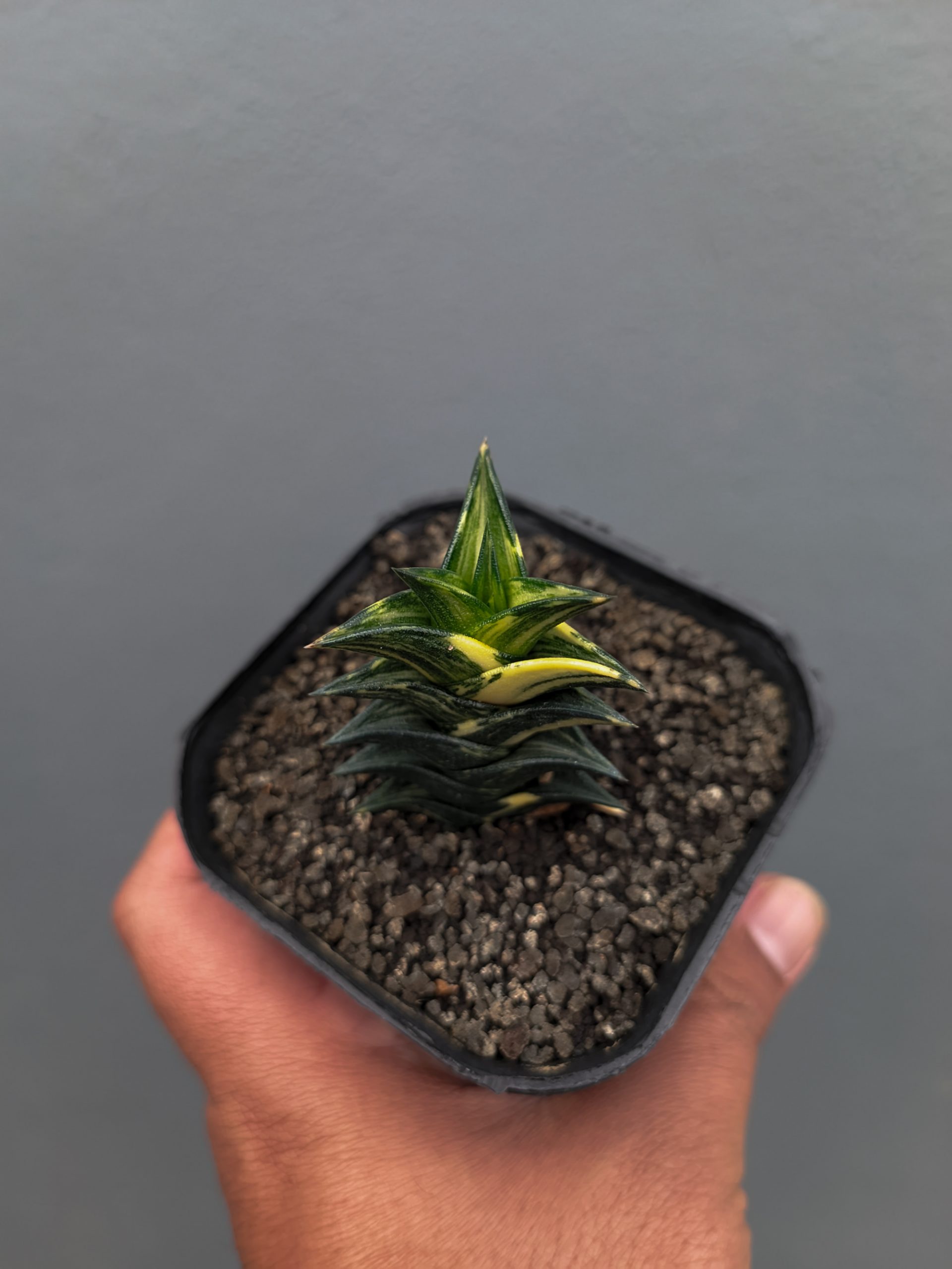 1368. Haworthia Viscosa Variegated - Image 12