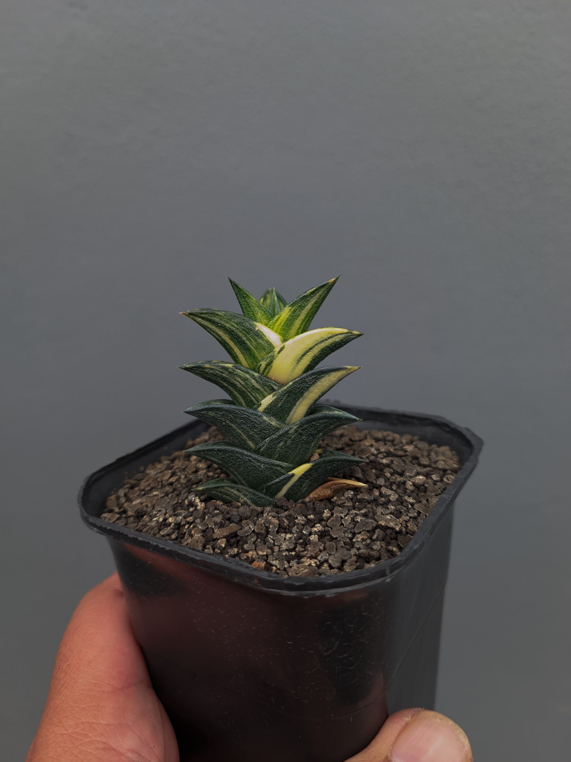 1368. Haworthia Viscosa Variegated - Image 3