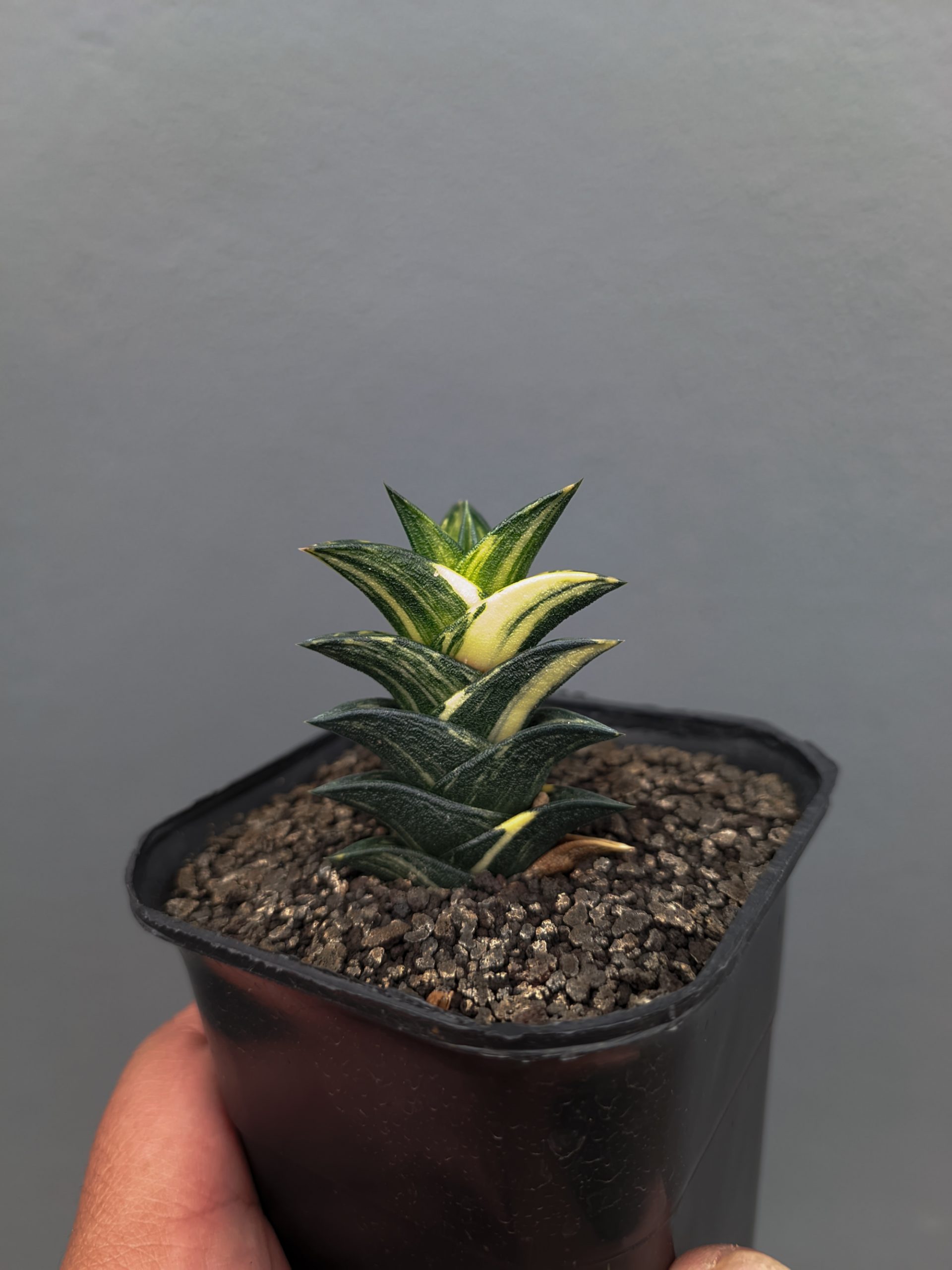 1368. Haworthia Viscosa Variegated - Image 13