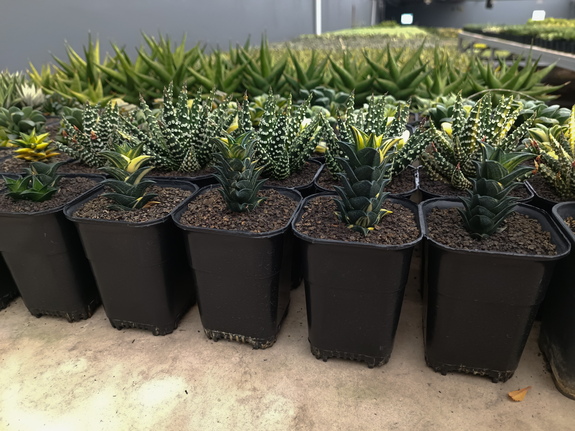 1368. Haworthia Viscosa Variegated - Image 2