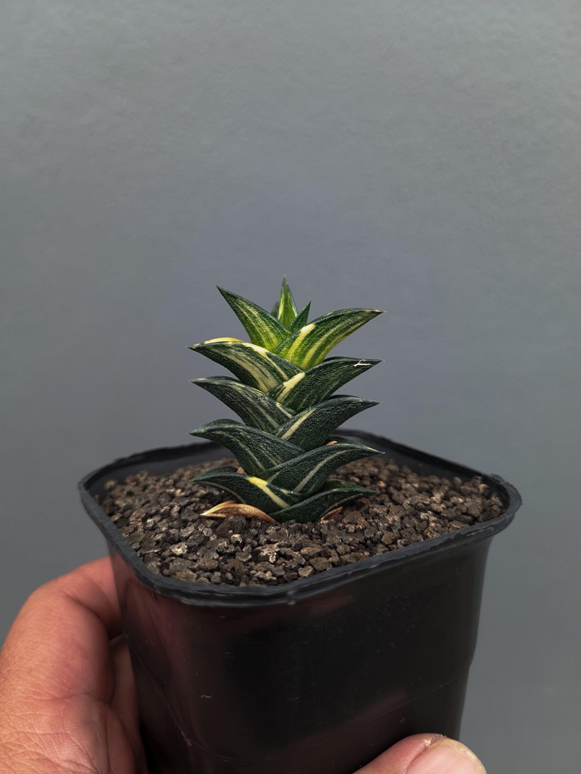 1368. Haworthia Viscosa Variegated - Image 4
