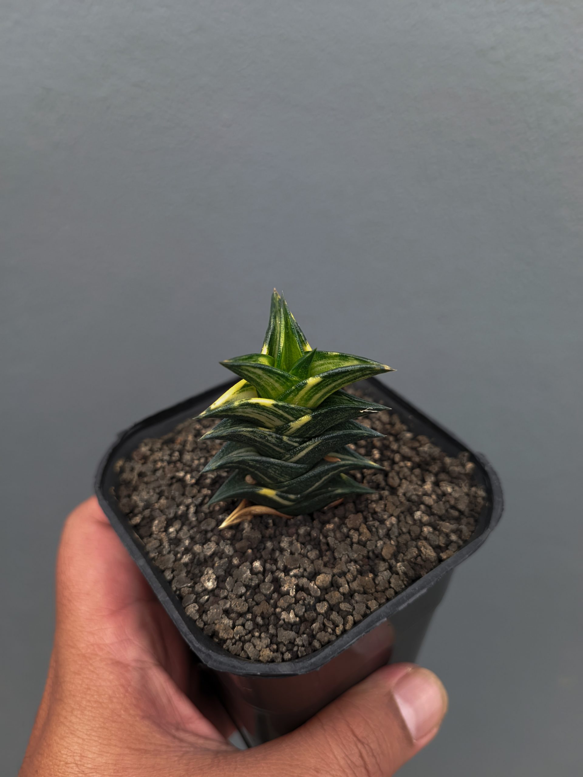 1368. Haworthia Viscosa Variegated - Image 5