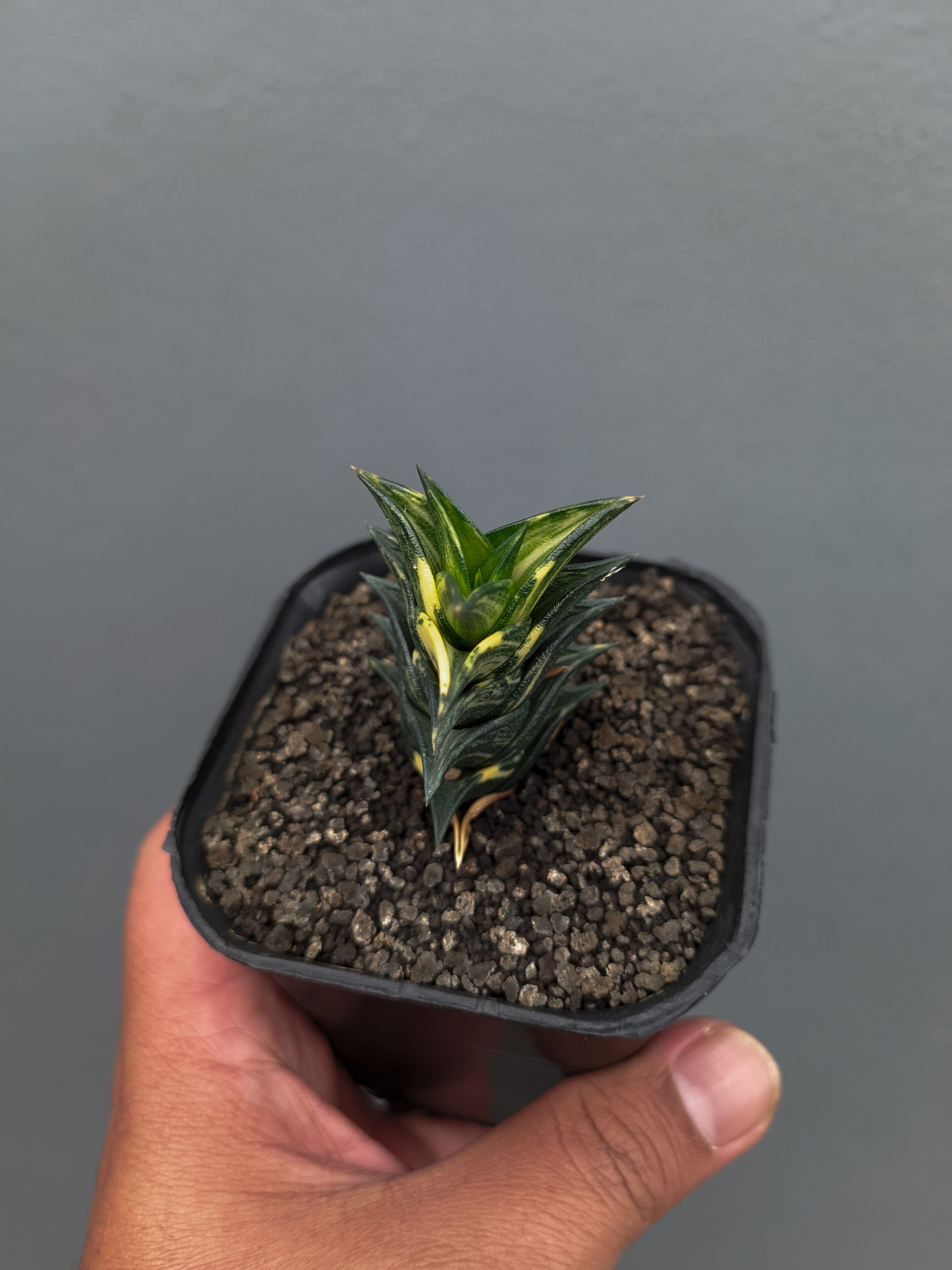 1368. Haworthia Viscosa Variegated - Image 6