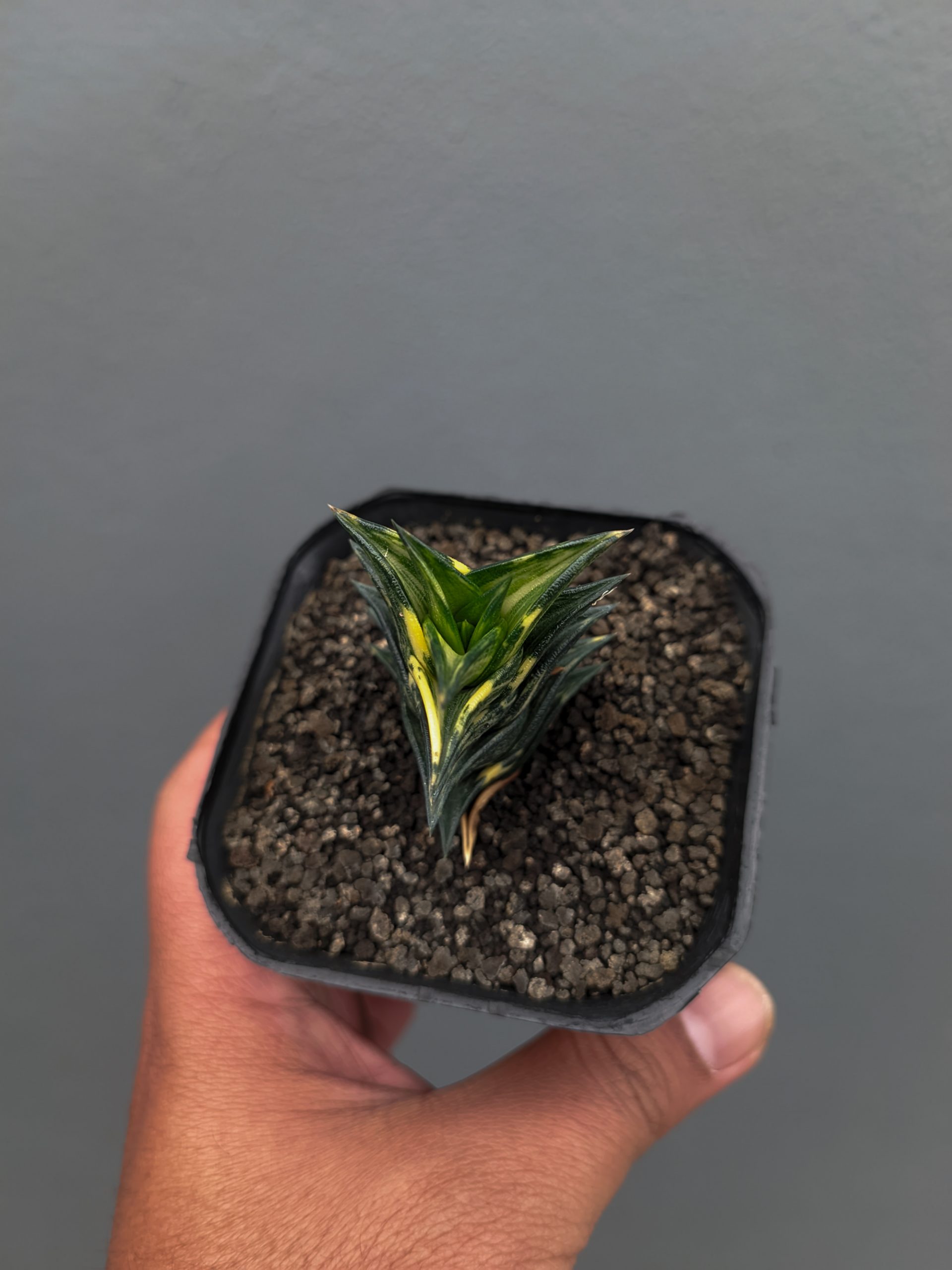 1368. Haworthia Viscosa Variegated - Image 7