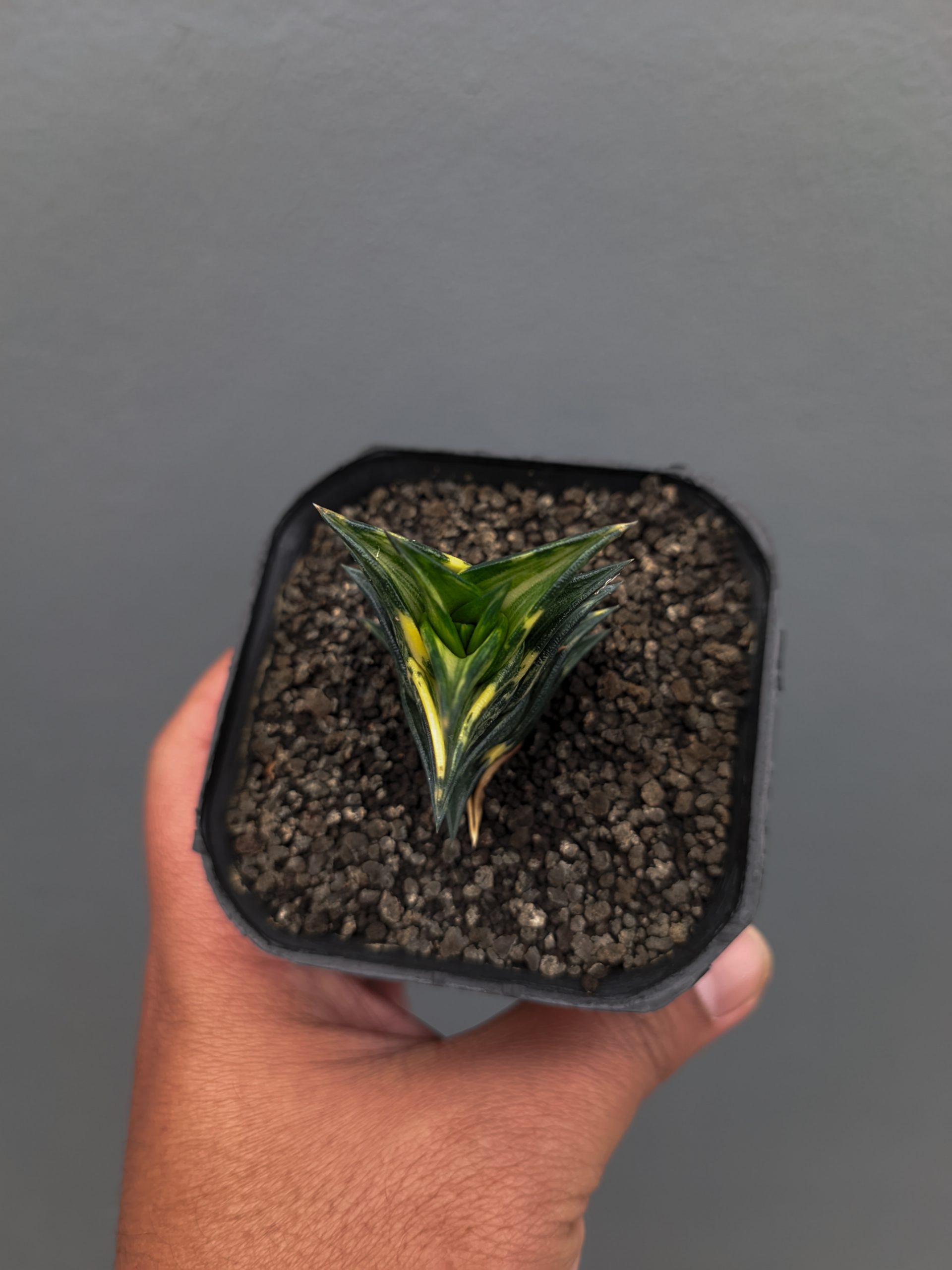 1368. Haworthia Viscosa Variegated - Image 8