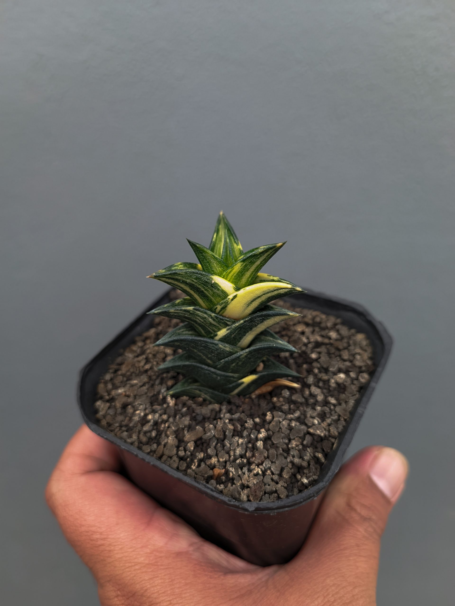 1368. Haworthia Viscosa Variegated - Image 9