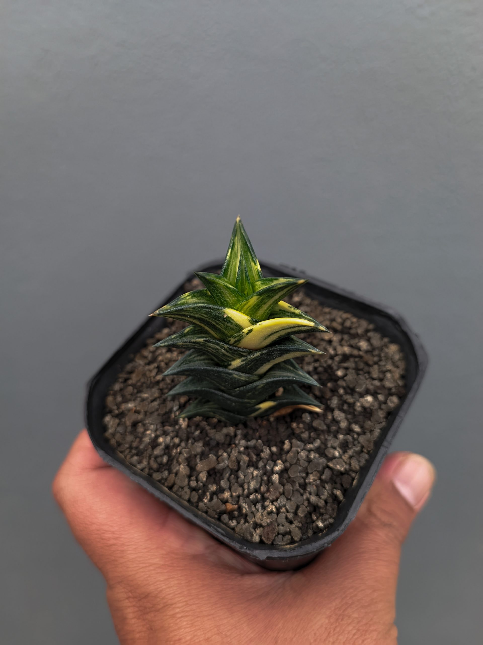 1368. Haworthia Viscosa Variegated - Image 10