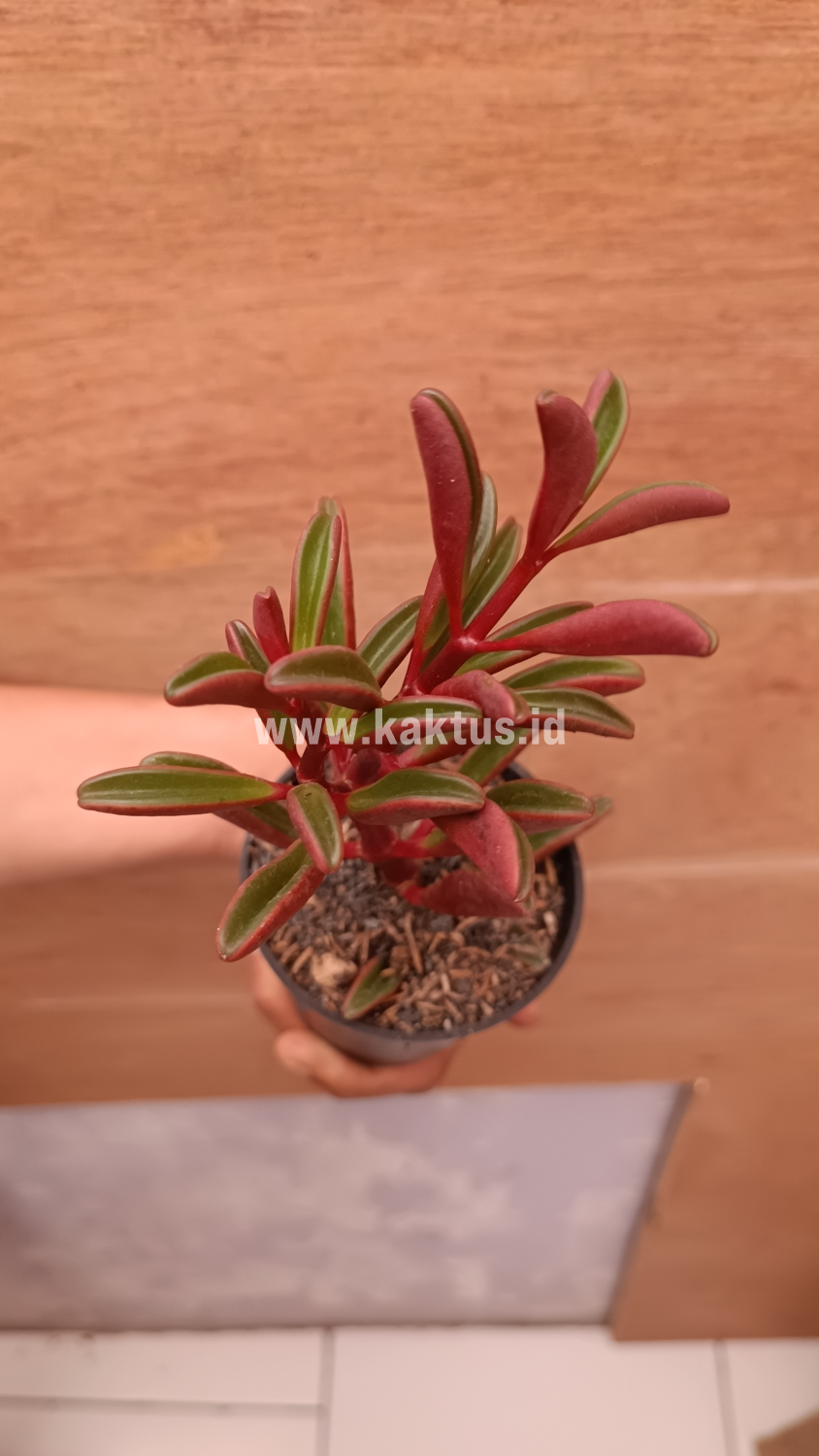 137. Peperomia Graveolens - Image 14