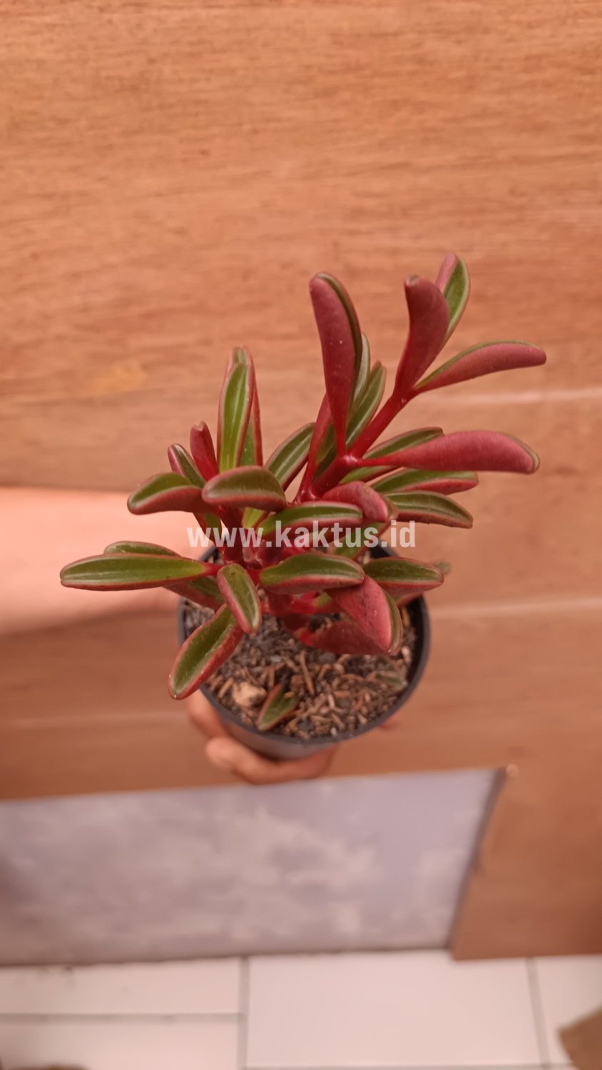 137. Peperomia Graveolens - Image 5