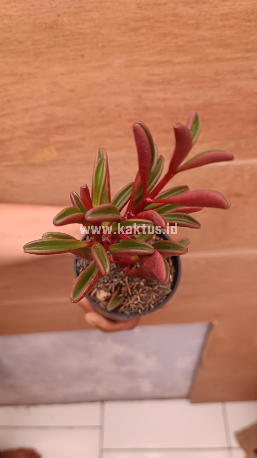 137. Peperomia Graveolens - Image 11