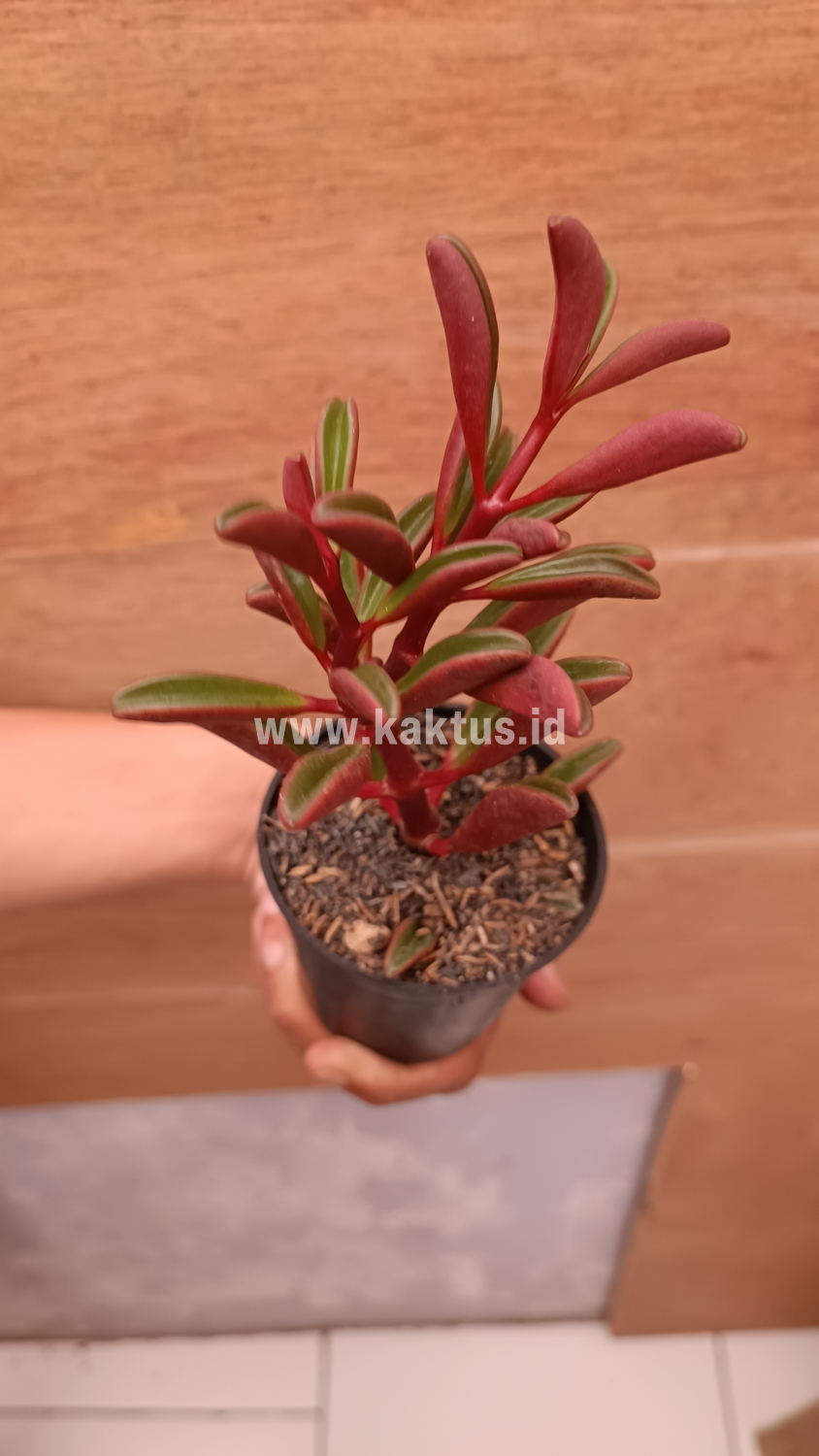 137. Peperomia Graveolens - Image 7