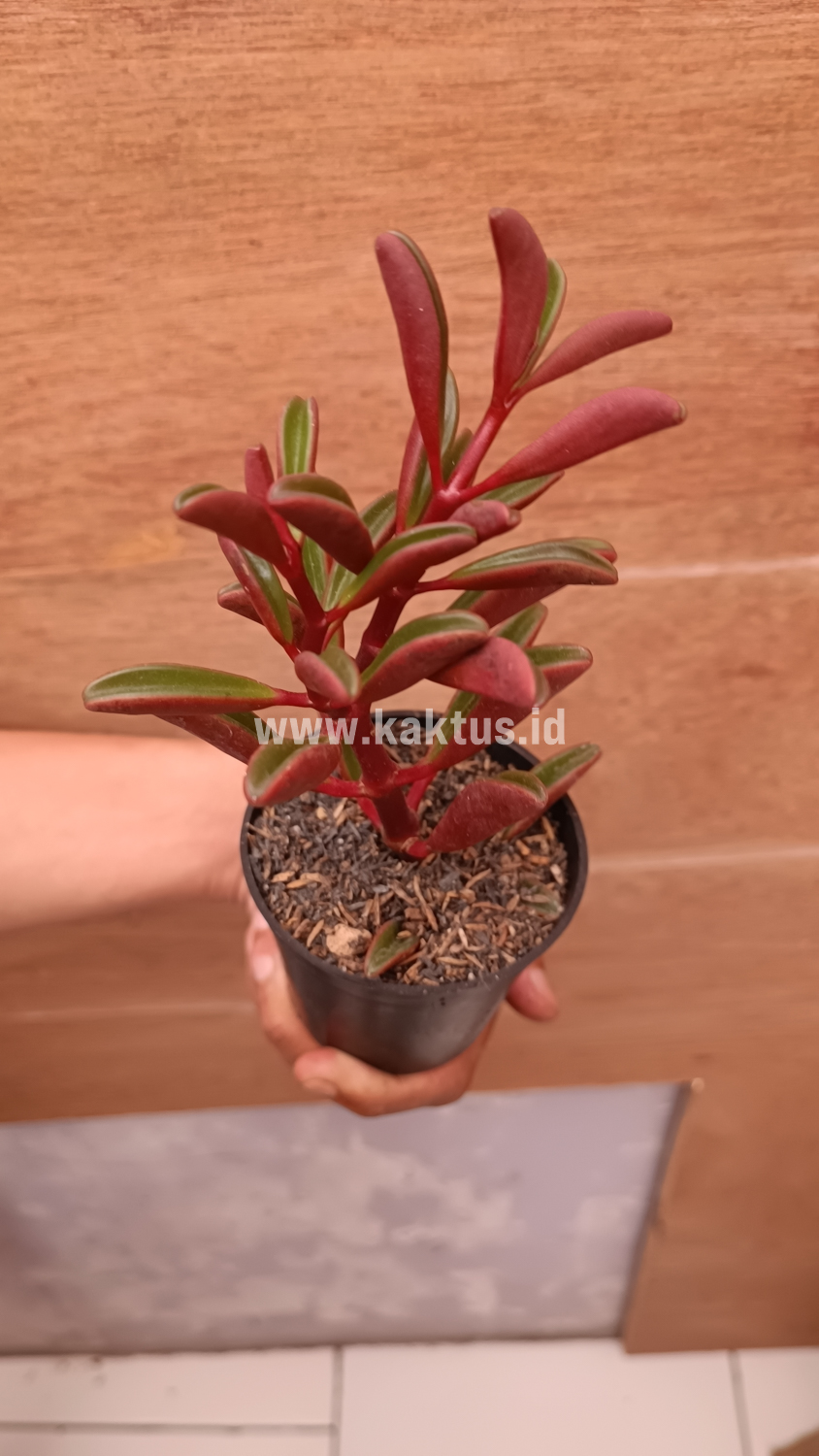 137. Peperomia Graveolens - Image 9