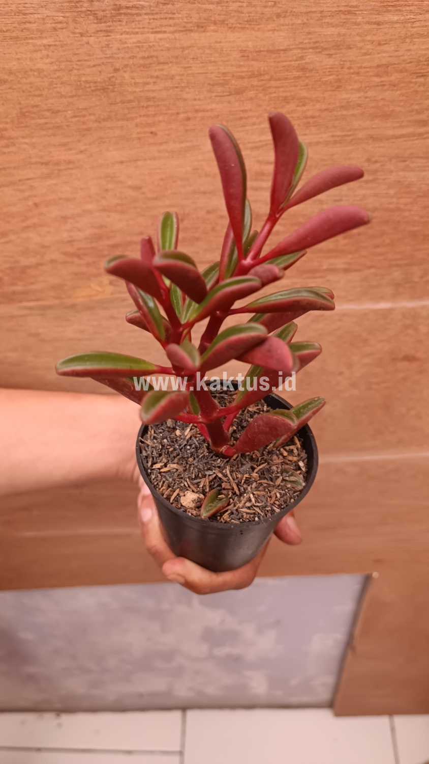 137. Peperomia Graveolens - Image 13