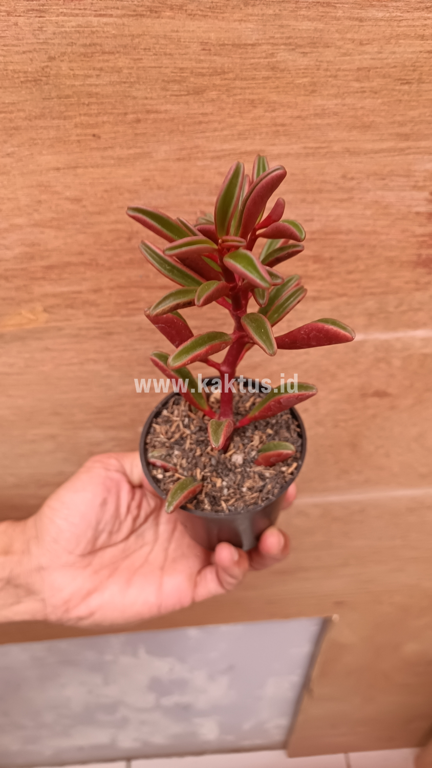 137. Peperomia Graveolens - Image 20