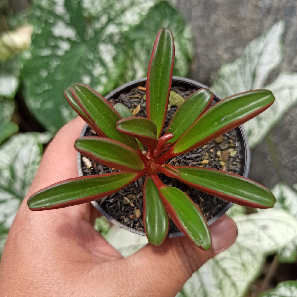 137. Peperomia Graveolens - Image 8