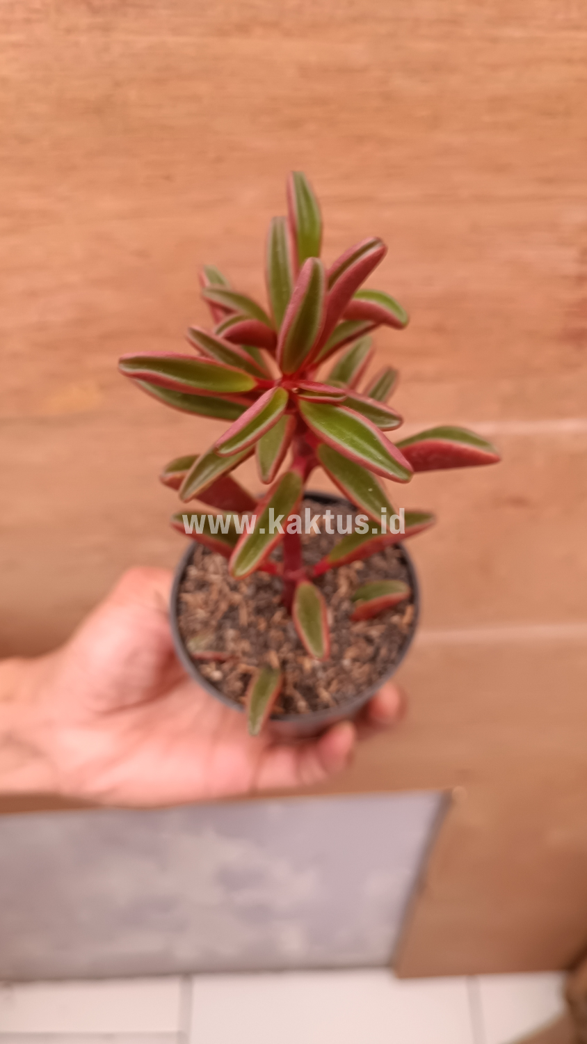 137. Peperomia Graveolens - Image 19