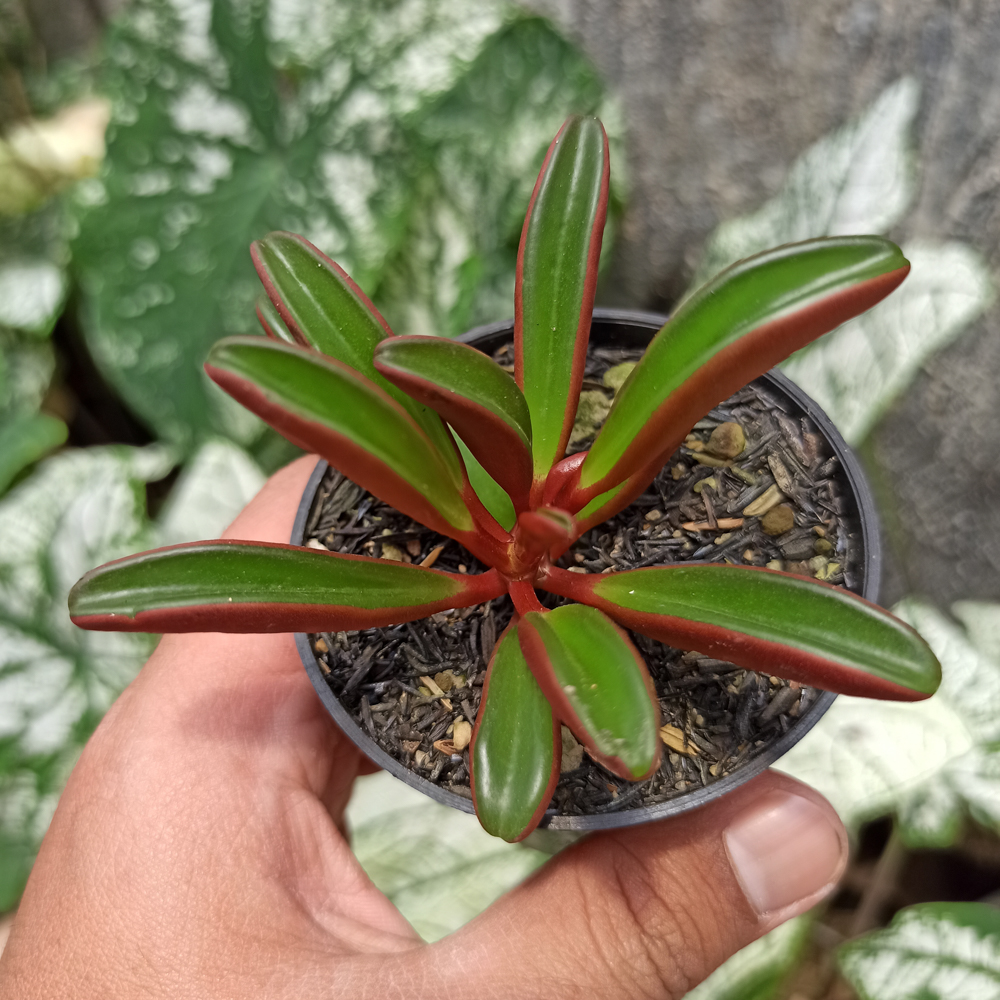 137. Peperomia Graveolens - Image 3
