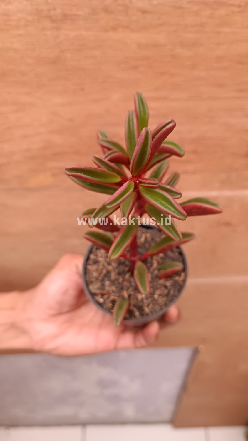 137. Peperomia Graveolens - Image 18