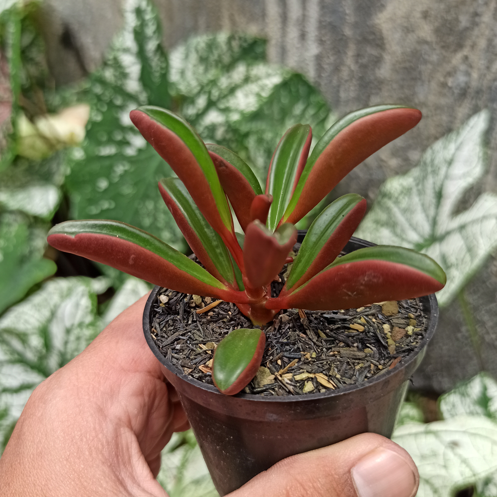 137. Peperomia Graveolens - Image 10