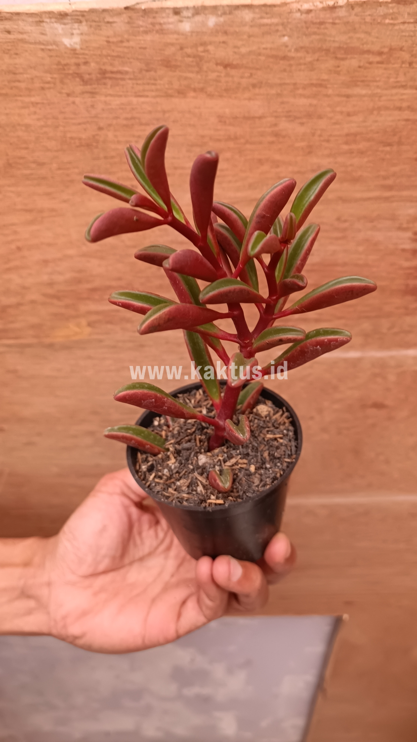 137. Peperomia Graveolens - Image 17