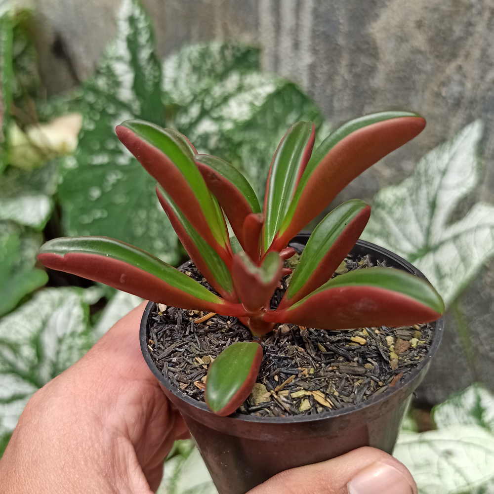 137. Peperomia Graveolens - Image 12