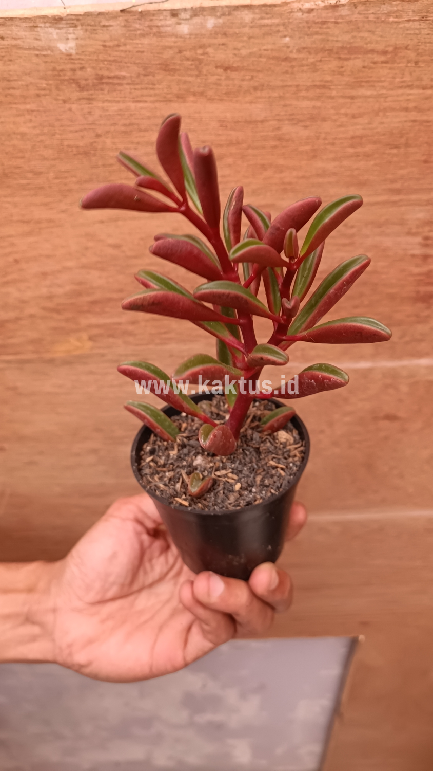 137. Peperomia Graveolens - Image 16