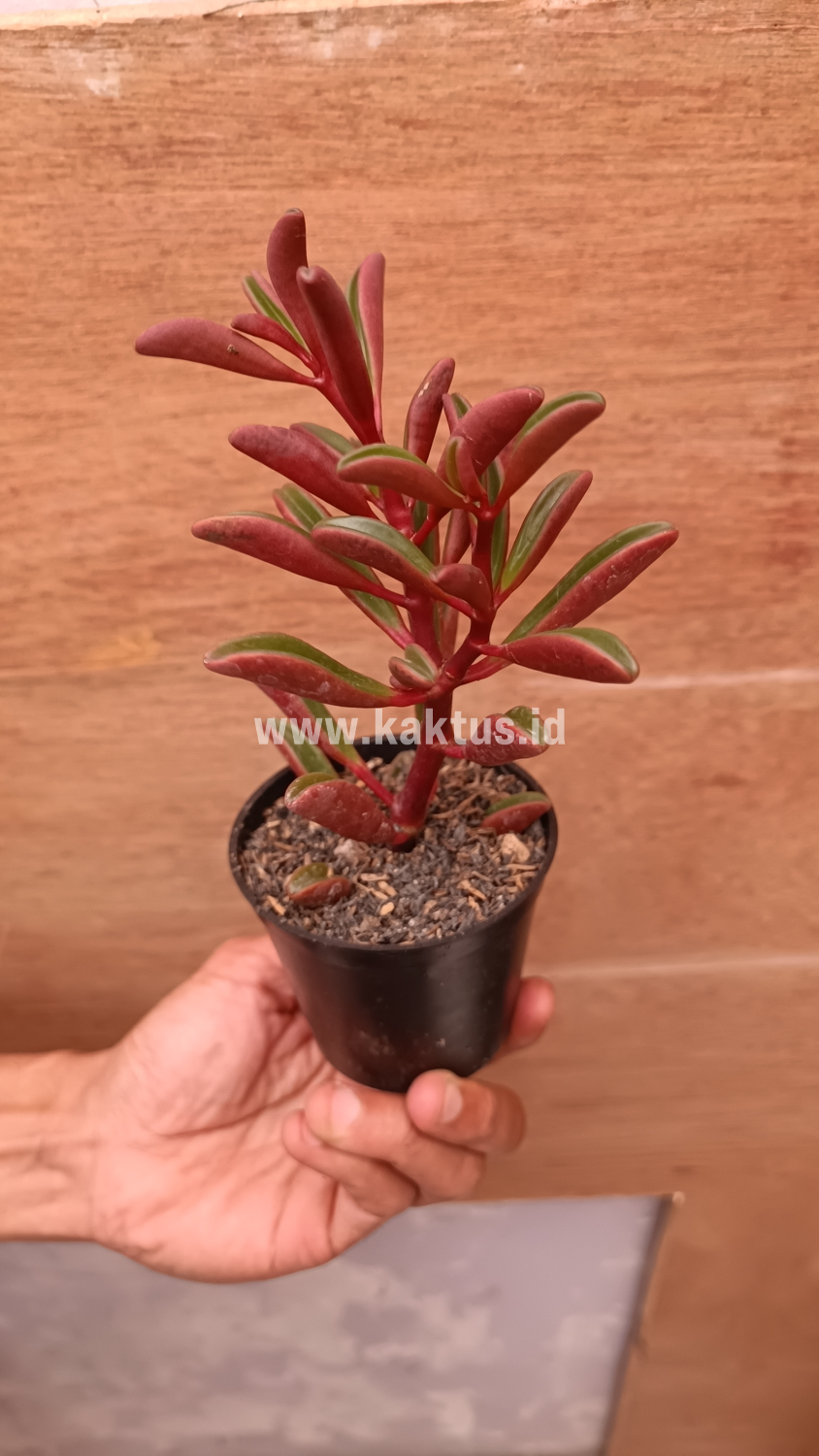 137. Peperomia Graveolens - Image 15