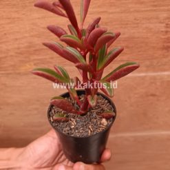 Alternative view of 137. Peperomia Graveolens