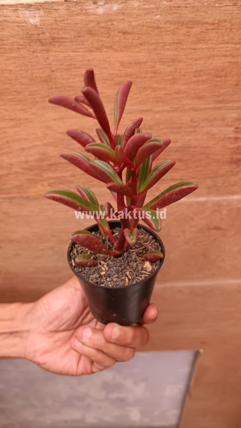 137. Peperomia Graveolens - Image 2