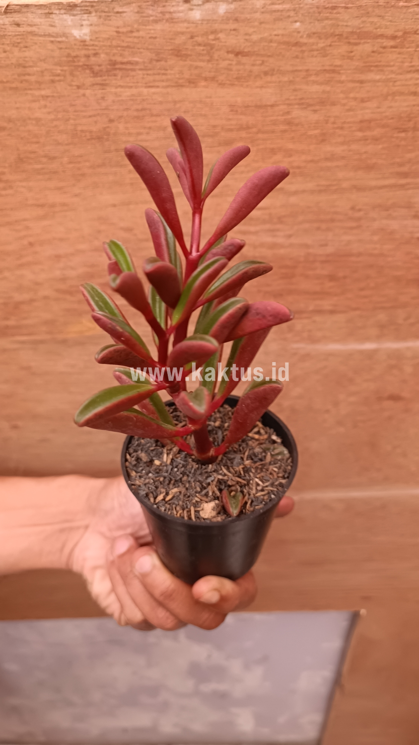 137. Peperomia Graveolens - Image 4