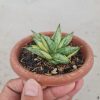 1371. Sansevieria Ming Manee Variegated