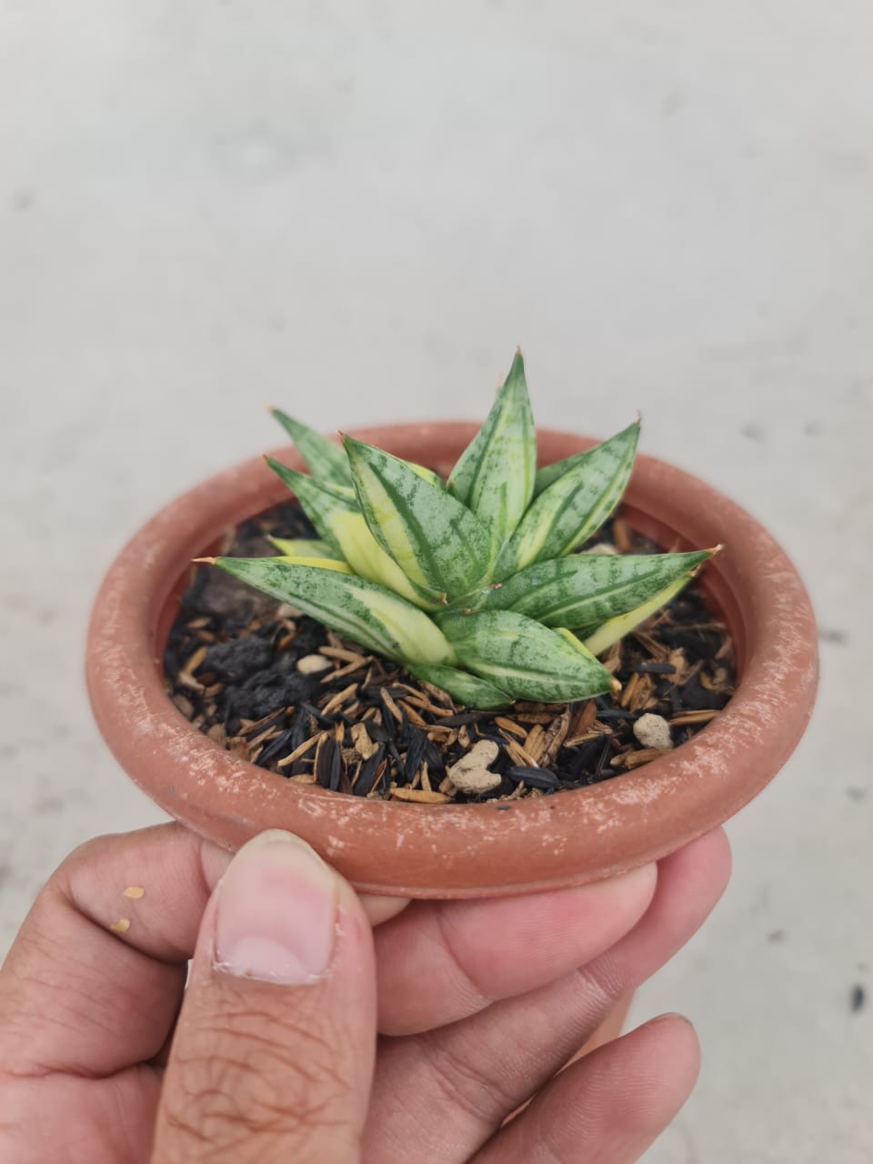 1371. Sansevieria Ming Manee Variegated - Image 2