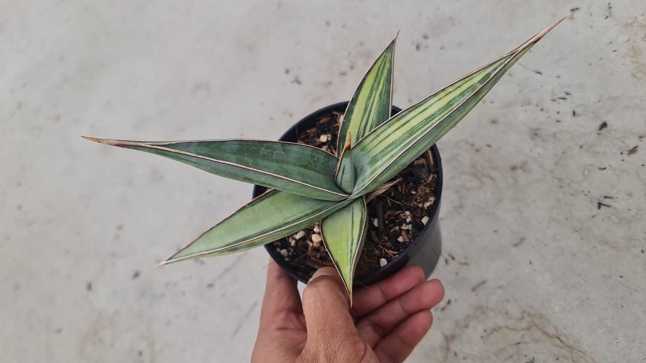 1372. Sansevieria Lavranos 24561 Variegated - Image 2