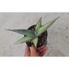 1372. Sansevieria Lavranos 24561 Variegated