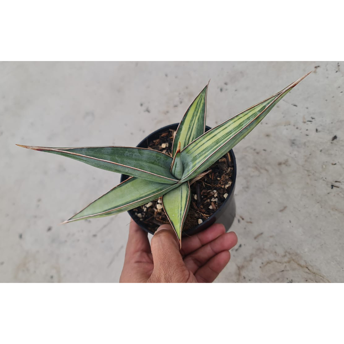 1372. Sansevieria Lavranos 24561 Variegated