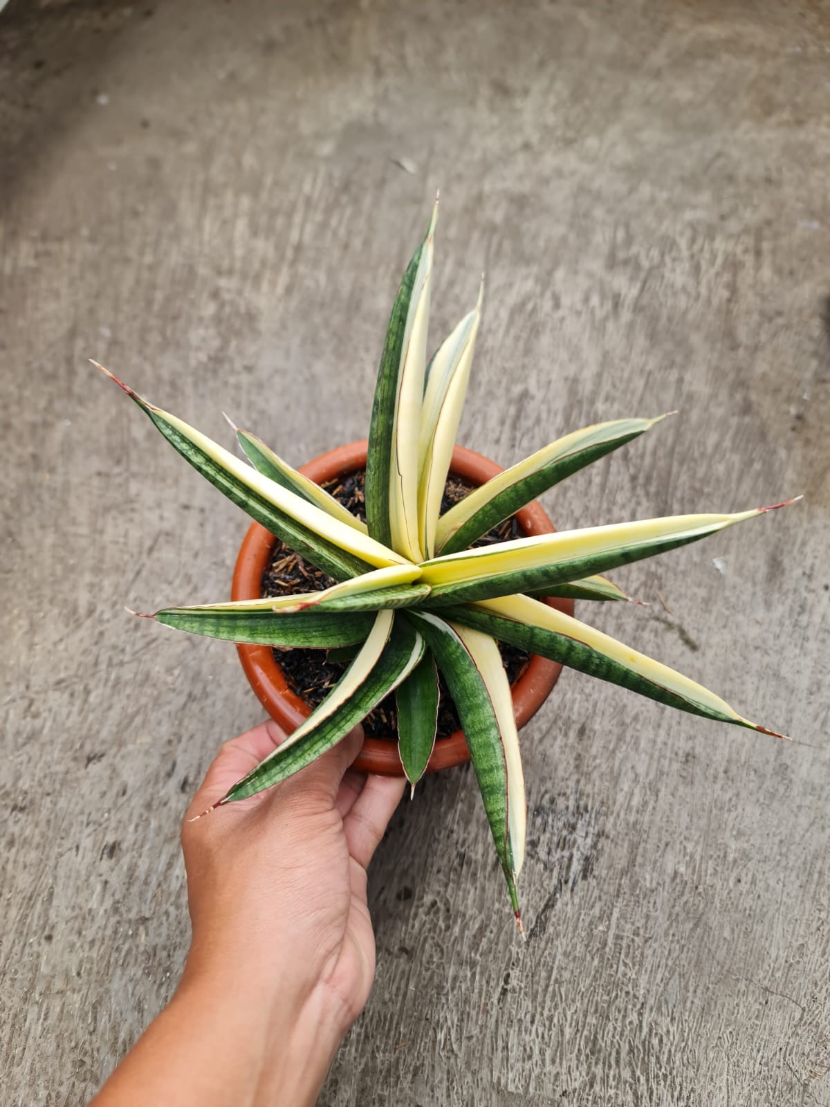 1375. Sansevieria Marsanda White Variegated Size 20 Cm - Image 2