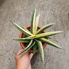 1375. Sansevieria Marsanda White Variegated Size 20 Cm
