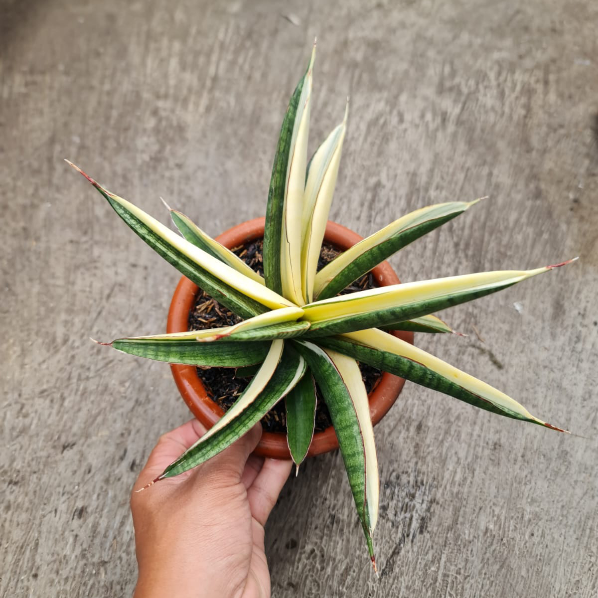 1375. Sansevieria Marsanda White Variegated Size 20 Cm