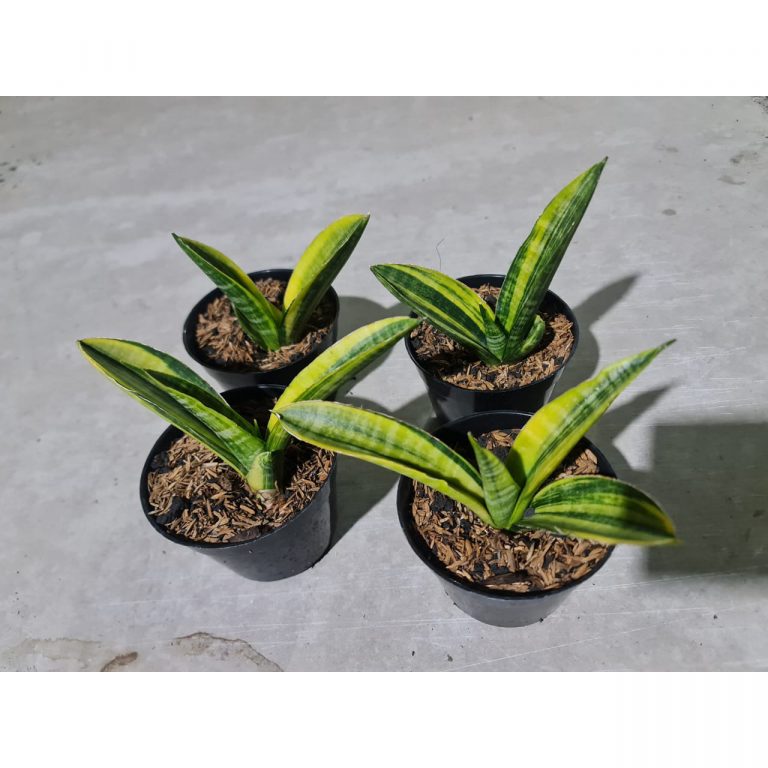 1376. 4 Pcs Sansevieria Marcopolo Variegated