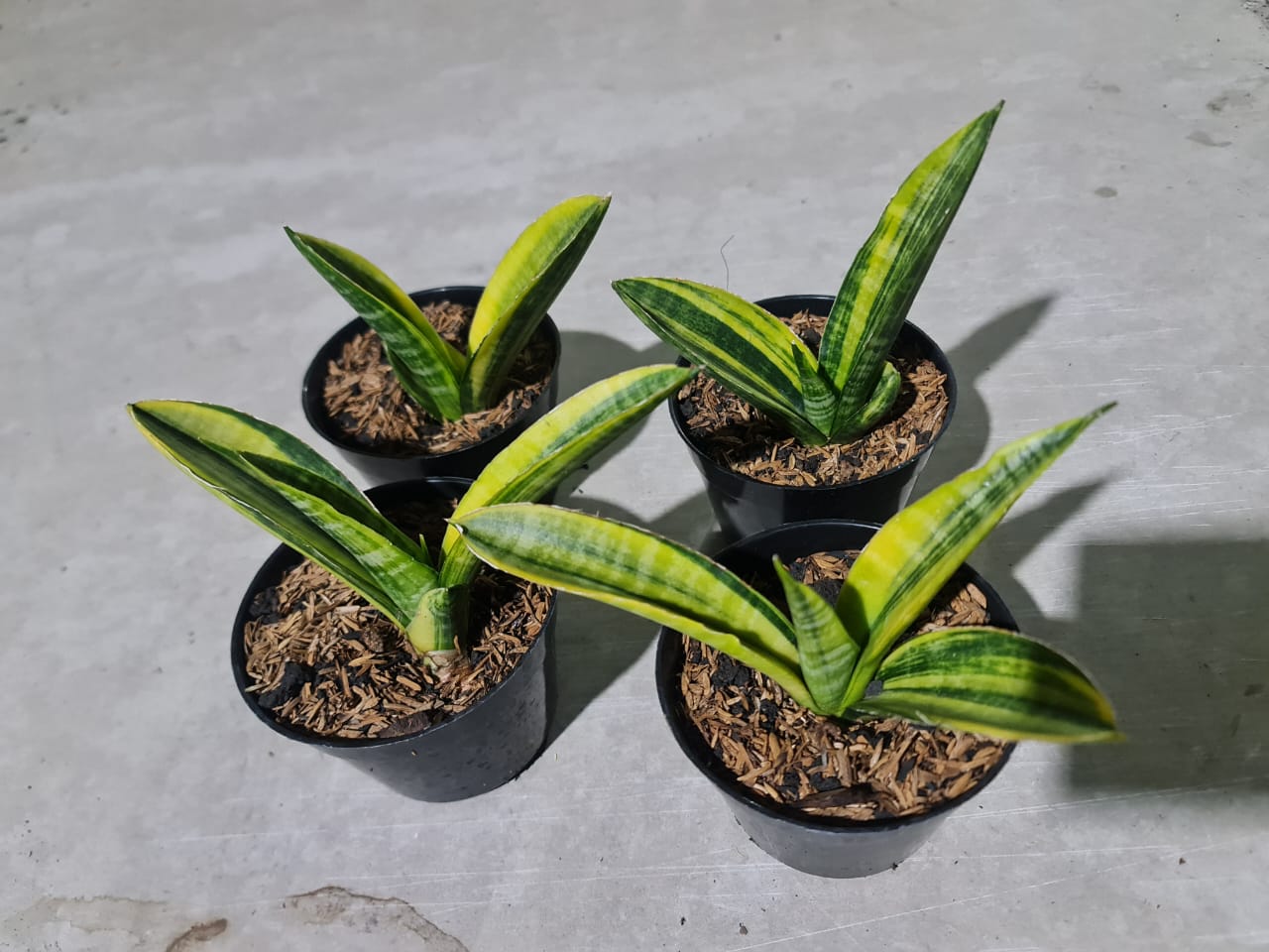 1376. 4 Pcs Sansevieria Marcopolo Variegated - Image 2