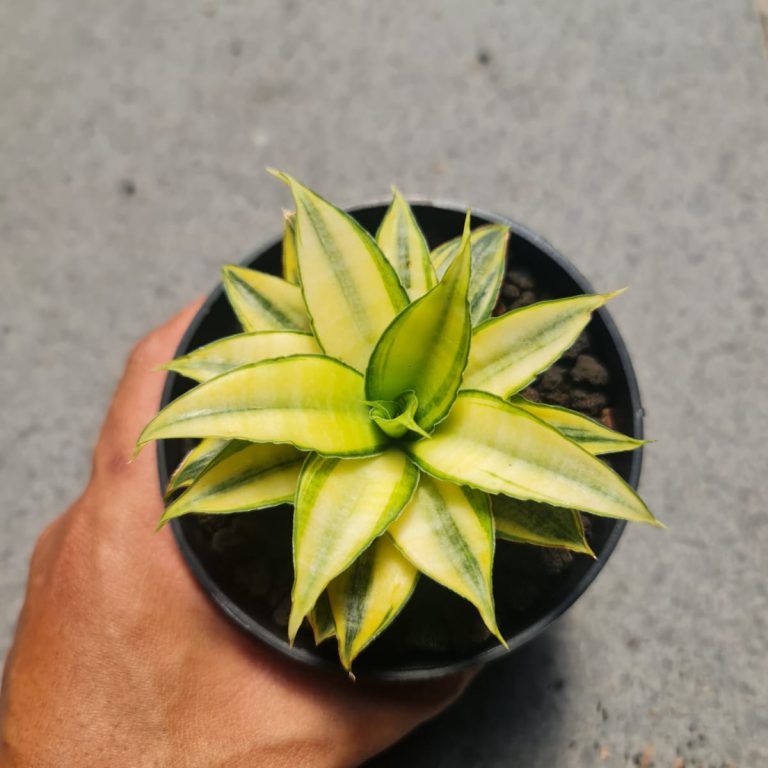 1377. Sansevieria Asancaya