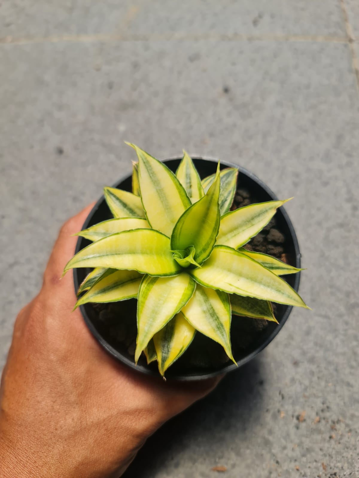 1377. Sansevieria Asancaya - Image 2