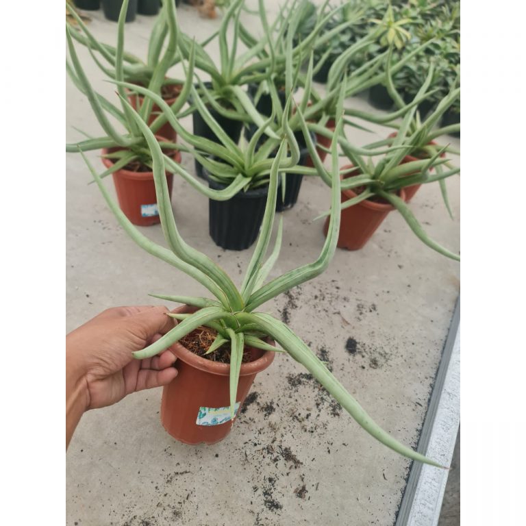1378. Sansevieria Dancing Dragon Size 35 Cm