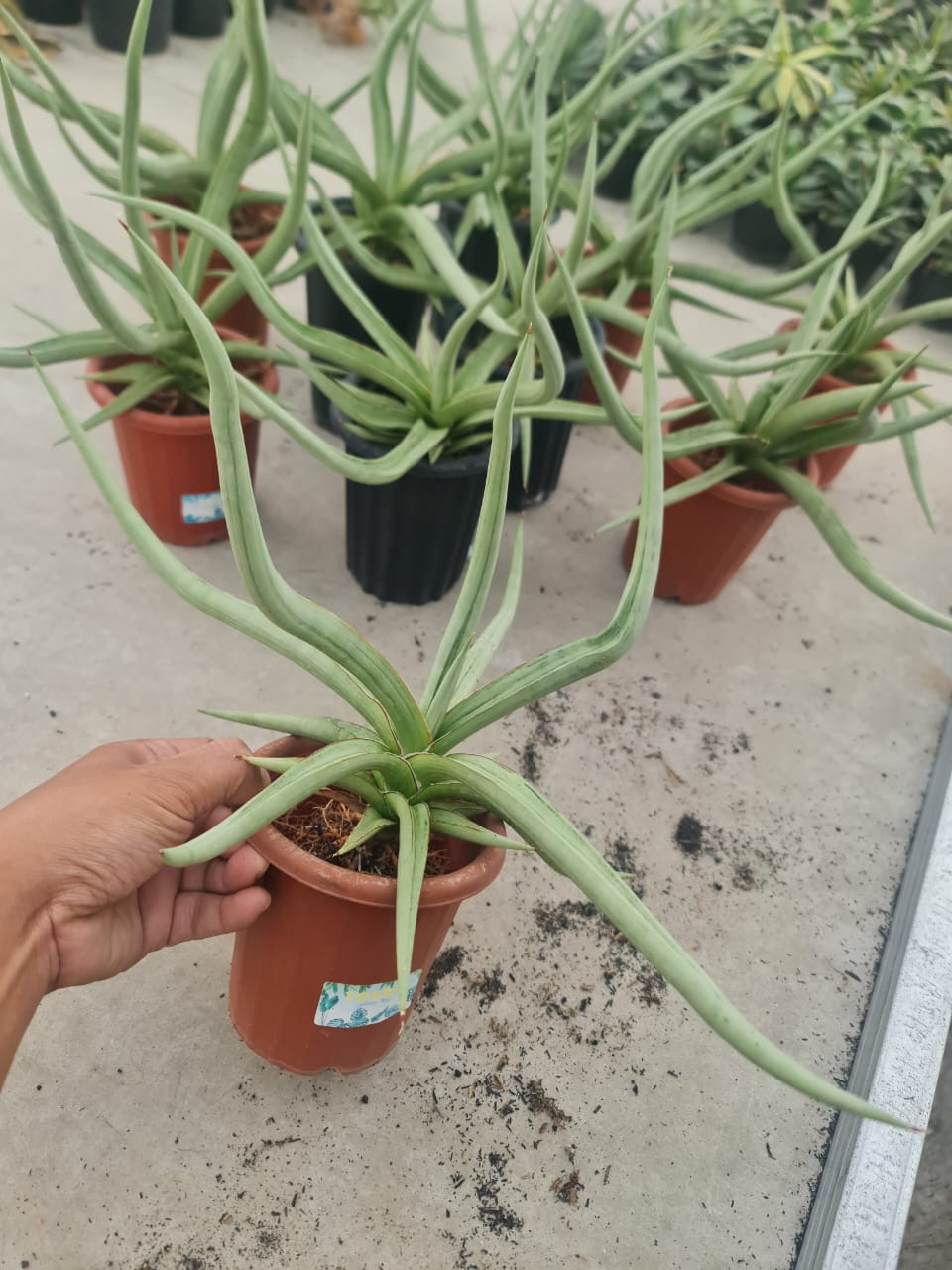 1378. Sansevieria Dancing Dragon Size 35 Cm - Image 2