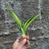 1379. Sansevieria Marcopolo Variegated